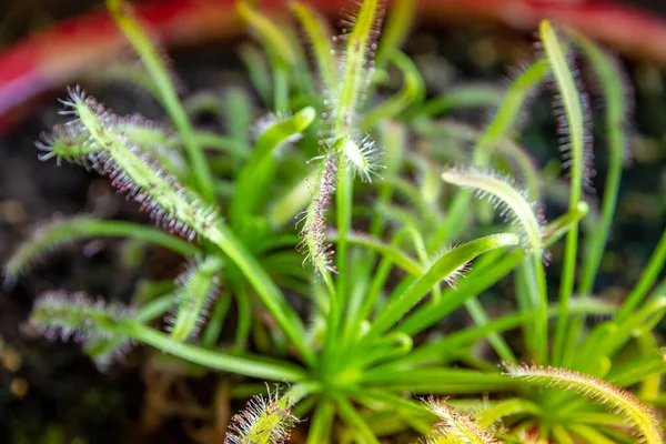 Плотоядное Растение Крупный План Drosera Capensis — стоковое фото