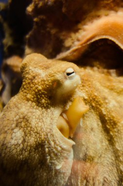 Octopus vulgaris okyanusa yakın çekim görüntüsü