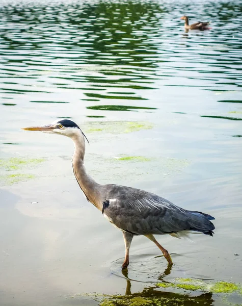 Garça Cinzenta Ardea Cinerea Pescando Uma Lagoa — Fotografia de Stock