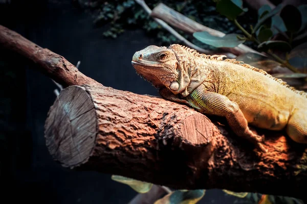 Zelená Iguana Kmeni Stromu Tropickém Lese — Stock fotografie