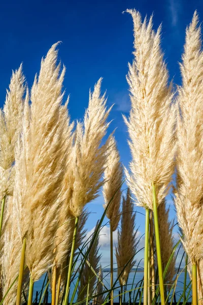 Pampas Grass Cortaderia Selloana Blue Sky Background — Stock Photo, Image