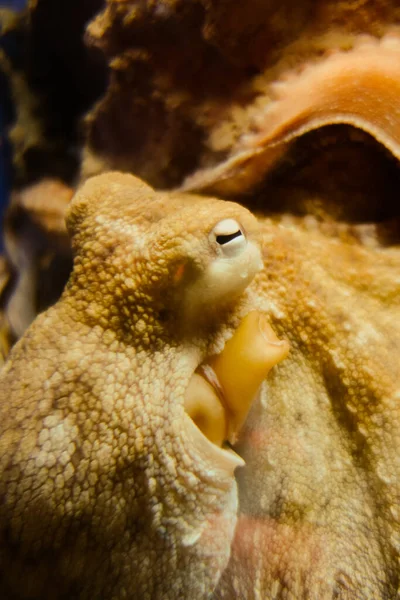 Octopus Vulgaris Close View Ocean — Stock Photo, Image