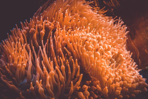 바다를 가까이 말미잘입니다 뇌척수막염 — 스톡 사진