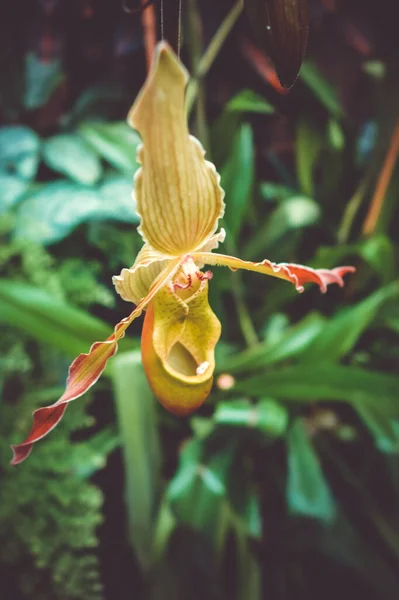 Vista Cerca Una Orquídea Grande Del Phragmipedium — Foto de Stock