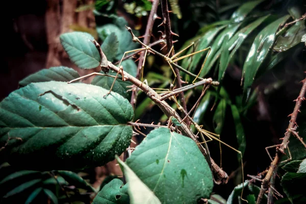 Inseto Pau Phasmatodea Ramo Árvore Floresta Tropical — Fotografia de Stock