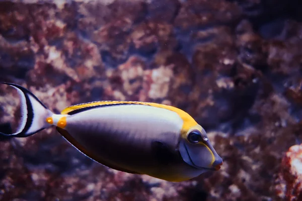 Tek Boynuzlu Balığın Okyanus Altında Yakın Çekim Görüntüsü — Stok fotoğraf