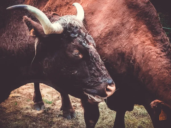 Grazing Salers Beef Cantal Mountain Fields Γαλλία — Φωτογραφία Αρχείου