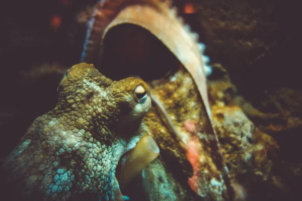 Octopus Vulgaris Close View Ocean — Stock Photo, Image