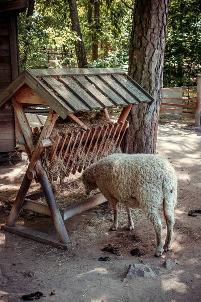 Group Sheep Traditional Farm — Stock Photo, Image