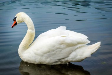 Güzel beyaz kuğu gölette yüzüyor