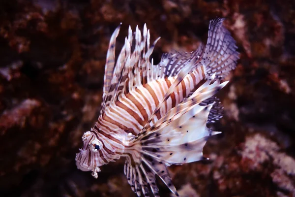 Red Lionfish Close View Ocean — Stock Photo, Image