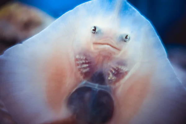 Baby Ray Peixe Rosto Close Vista Inferior — Fotografia de Stock