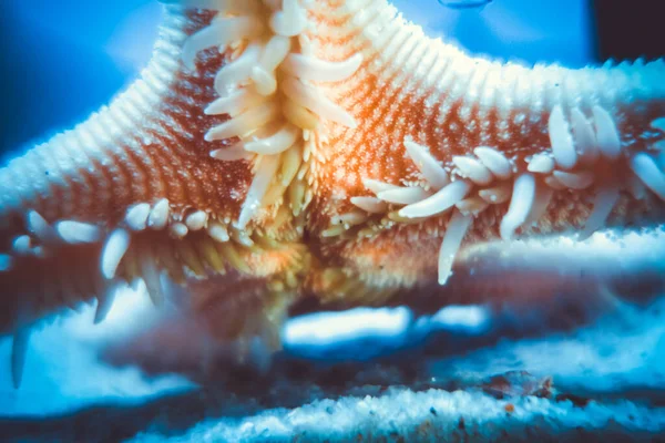 Vista Cerca Estrellas Mar Bajo Agua Macro Fotografía — Foto de Stock