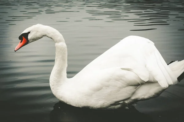 Bonito Cisne Branco Nadando Uma Lagoa — Fotografia de Stock