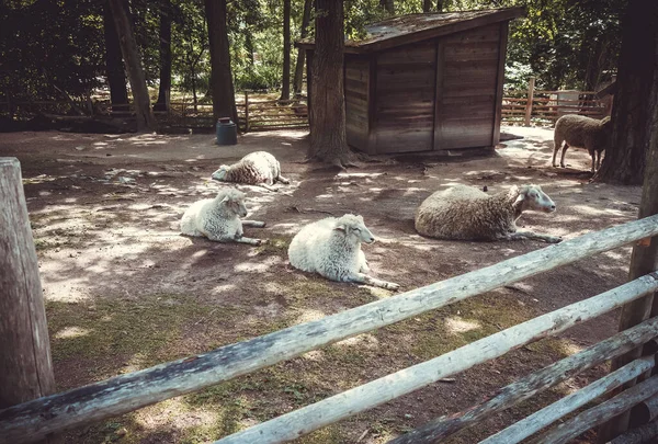 Groupe Moutons Dans Une Ferme Traditionnelle — Photo