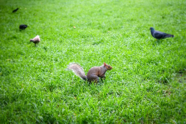 공원에서 식하는 다람쥐 — 스톡 사진