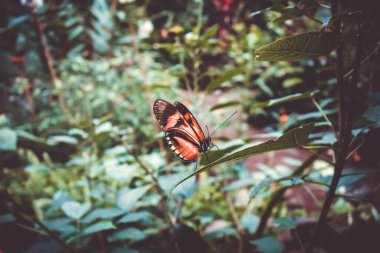 Yağmur ormanlarında yaprak üzerindeki tropik kral kelebeği. Turuncu Dione Juno