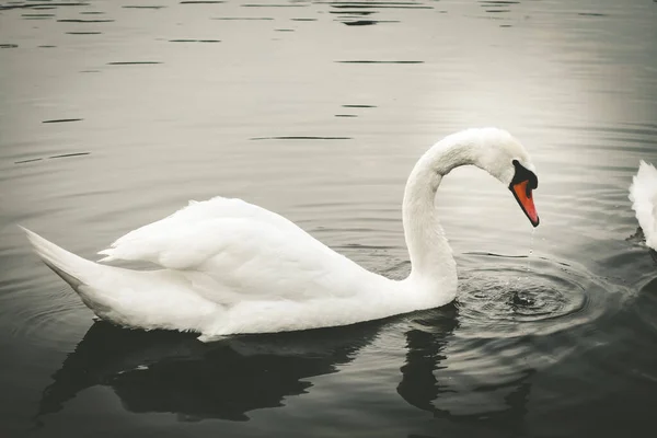 Bonito Cisne Branco Nadando Uma Lagoa — Fotografia de Stock