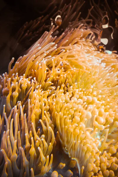 Seeanemone Und Clownfische Unter Wasser Aus Nächster Nähe — Stockfoto