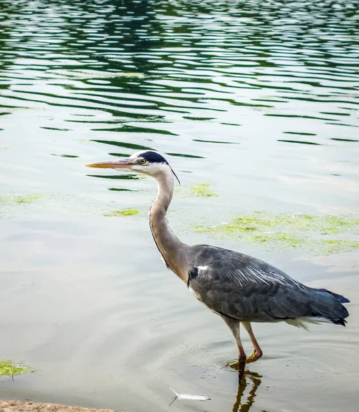 Garça Cinzenta Ardea Cinerea Pescando Uma Lagoa — Fotografia de Stock