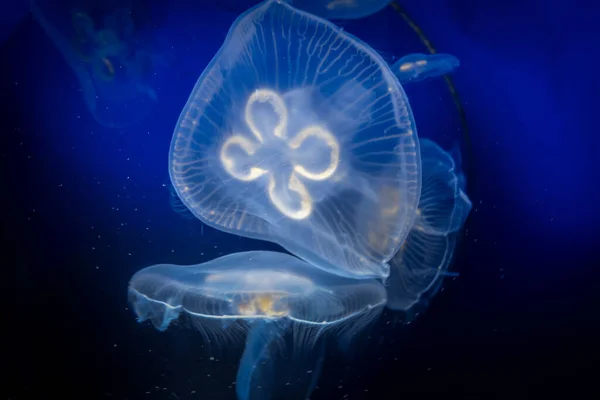 Méduse Commune Aurelia Aurita Vue Rapprochée Sous Marine — Photo