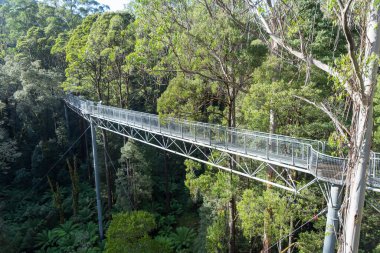 Avustralya 'daki Great Otway Ulusal Parkı' ndaki bir okaliptüs ormanının tepesinde metal bir yürüyüş yolu uzanır. Ağaç tepesi yürüyüşü eşsiz bir hava perspektifi sunuyor.