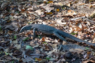 Bir Malezya su monitörü Singapur Botanik Bahçeleri 'ndeki kuru yaprakların üzerinde yürüyor ve orman zemininin doğal toprak renklerine karışıyor.