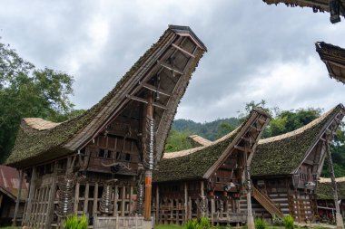 Bufalo boynuzlarıyla süslenmiş Tongkonan evleri Sulawesi, Endonezya 'daki Toraja halkının atalarının geleneklerini ve kültürel zenginliklerini temsil ediyor.