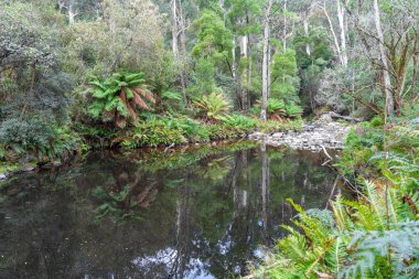 Cumberland Nehri, Avustralya 'daki Büyük Okyanus Yolu boyunca uzanan Kalimna Şelaleleri' nin yemyeşil sularından akar. Yükselen eğrelti otları, yosun kaplı kayalar ve sık orman sakin ve el değmemiş bir doğal ortam yaratır.