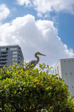 Gri balıkçıl, Tennoji Park, Osaka, Japonya 'daki yapraklı bir çalılığın üzerinde sakince duruyor. Arka planda modern binalar ve dramatik bulutlar var.