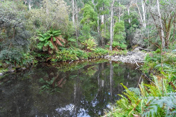 Cumberland Nehri, Avustralya 'daki Büyük Okyanus Yolu boyunca uzanan Kalimna Şelaleleri' nin yemyeşil sularından akar. Yükselen eğrelti otları, yosun kaplı kayalar ve sık orman sakin ve el değmemiş bir doğal ortam yaratır.