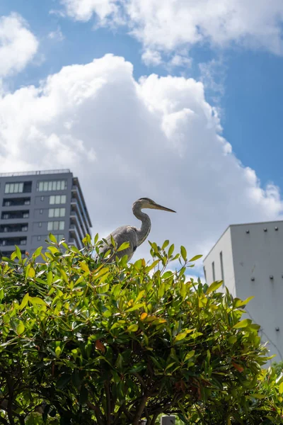 Gri balıkçıl, Tennoji Park, Osaka, Japonya 'daki yapraklı bir çalılığın üzerinde sakince duruyor. Arka planda modern binalar ve dramatik bulutlar var.