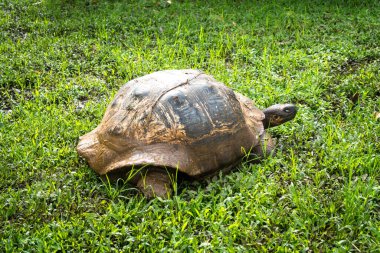 Bir Galapagos dev kaplumbağası, Ekvador Santa Cruz Adası 'nın yemyeşil çimlerinde yavaşça ilerler.