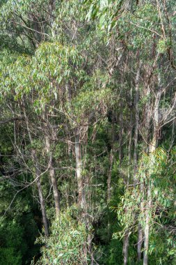 Avustralya 'daki Great Otway Ulusal Parkı' nda okaliptüs ormanı. Ağaç tepesi yürüyüşü eşsiz bir hava perspektifi sunuyor.