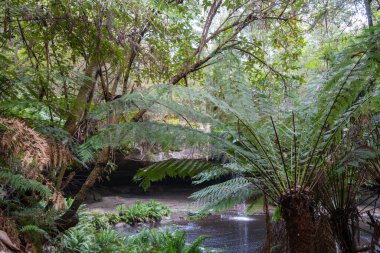 Avustralya 'daki Büyük Okyanus Yolu üzerindeki Cumberland Nehri yürüyüşü boyunca yer alan Kalimna Şelaleleri, kayalık bir çıkıntının üzerinden yemyeşil bir yağmur ormanına dökülür. Yükselen eğrelti otları ve yoğun yeşillik bu dingin doğal şelalenin etrafını sarar.