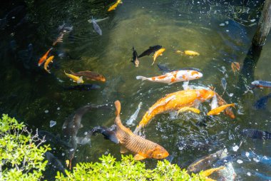 Onlarca koi sazanı canlı turuncu, beyaz, siyah ve altın Takayama 'daki Sakurayama Hachimangu Tapınağı' nda zarafetle yüzüyor. Japonya