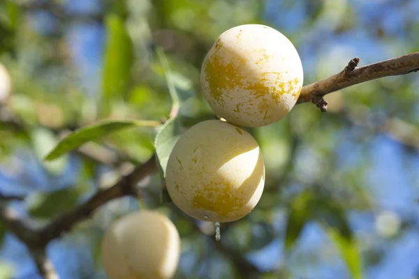Erikli reine claude sur la branche