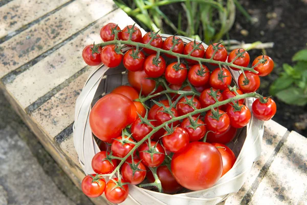 Pomidory Cerises Grappes Dans Panier — Zdjęcie stockowe