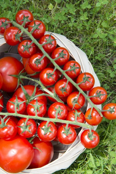 Pomidory Cerises Grappes Dans Panier — Zdjęcie stockowe