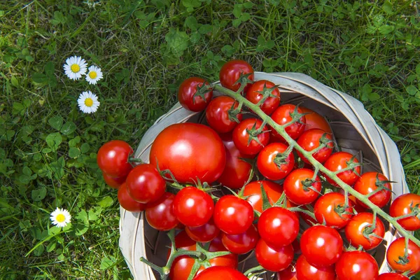 Pomidory Cerises Grappes Dans Panier — Zdjęcie stockowe