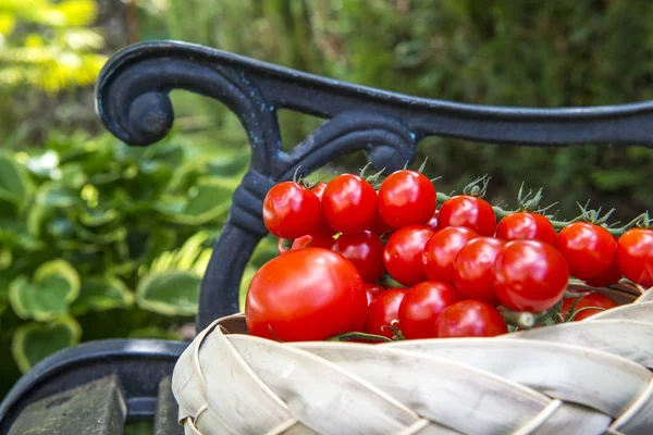 Pomidory Cerises Grappes Dans Panier — Zdjęcie stockowe
