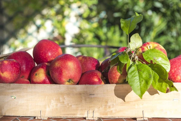 Pommes Rouges Dans Cageot — Stock Photo, Image