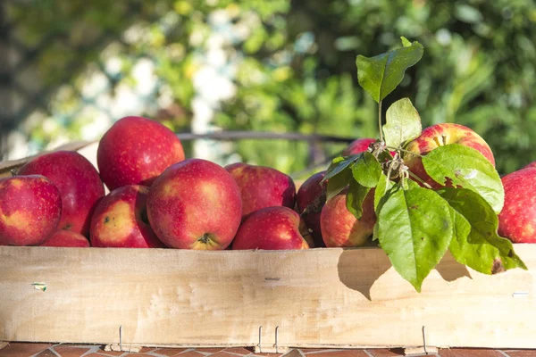 Pommes Rouges Dans Cageot — Zdjęcie stockowe