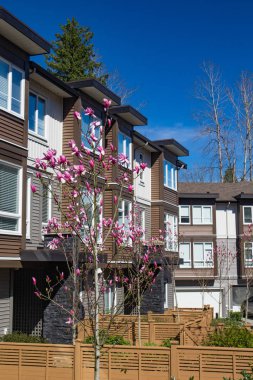 Yeni apartman güneşli ilkbaharda çiçek açan ağaçlar British Columbia, Kanada ile.
