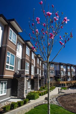 Yeni apartman güneşli ilkbaharda çiçek açan ağaçlar ile.