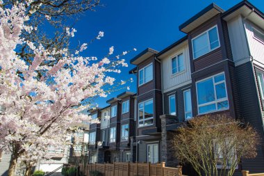 Modern alçak ahşap çerçeve karmaşık. İlkbaharda çiçek açan sakura ağaçları ile güneşli günde.