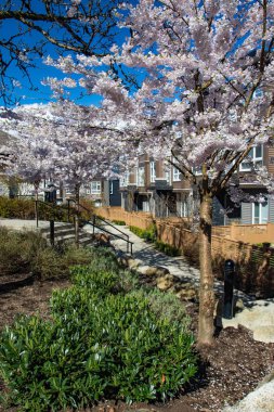 Yeni alçak konut çiçek açan sakura ağaçları ile güneşli bahar gününde karmaşık.