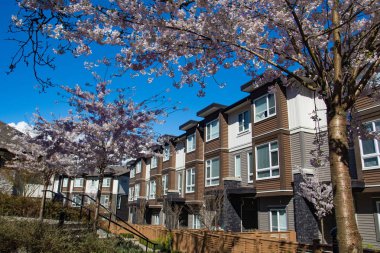 Yeni alçak konut çiçek açan sakura ağaçları ile güneşli bahar gününde karmaşık.