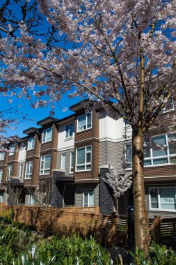 Yeni alçak konut çiçek açan sakura ağaçları ile güneşli bahar gününde karmaşık.