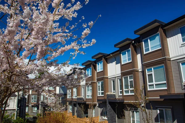 Yeni alçak konut çiçek açan sakura ağaçları ile güneşli bahar gününde karmaşık.
